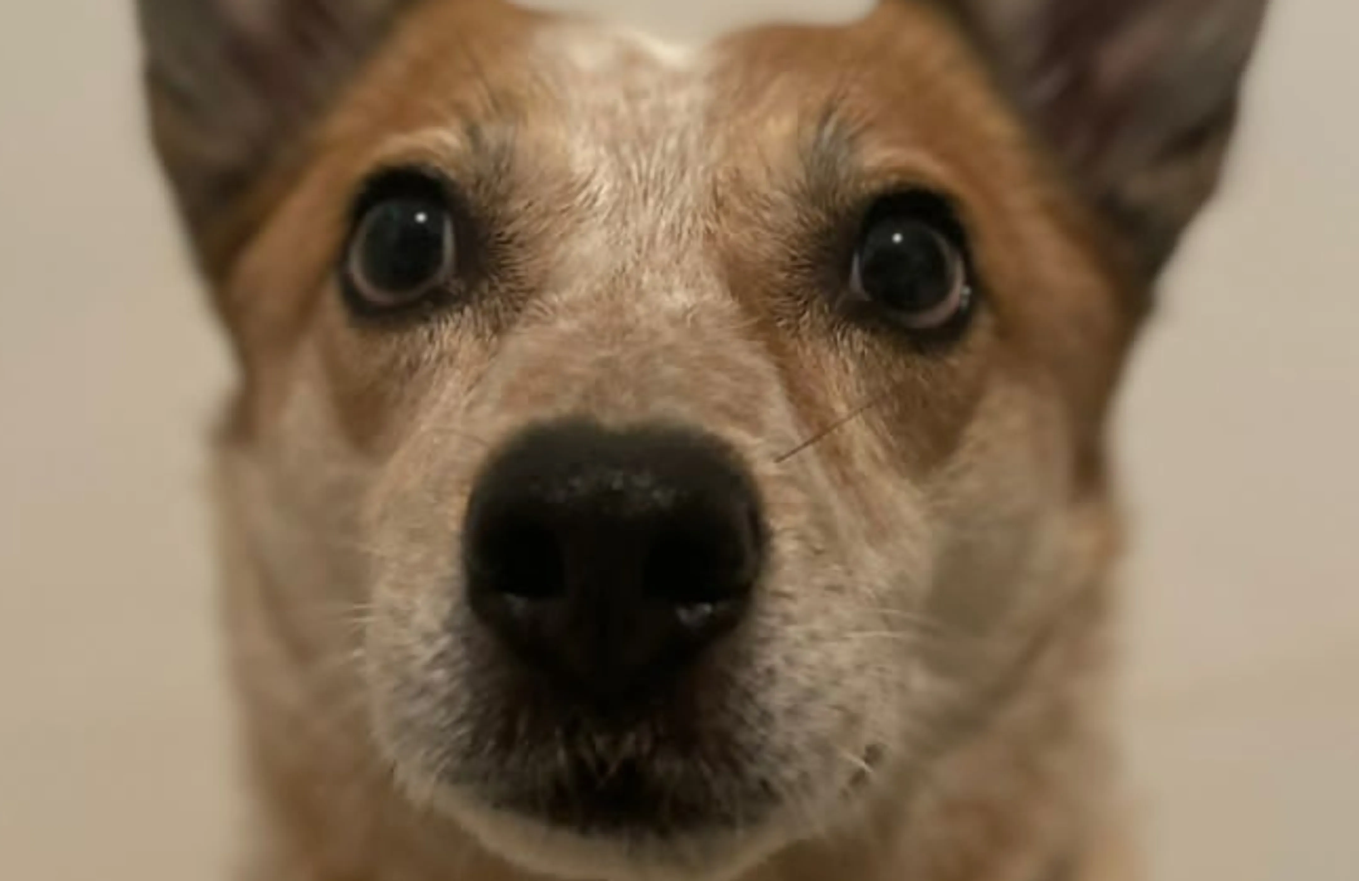 Crash Bandicoot, our dog